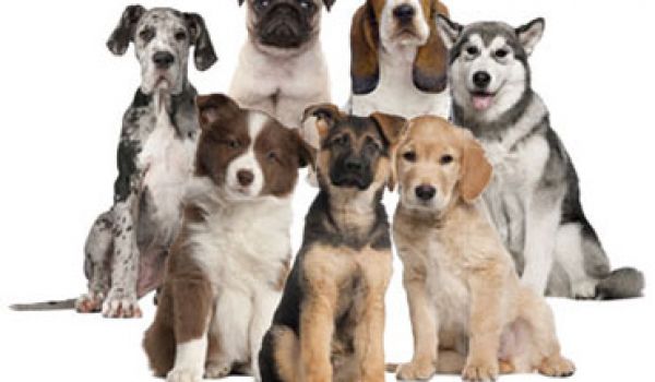 Breeds of Dogs